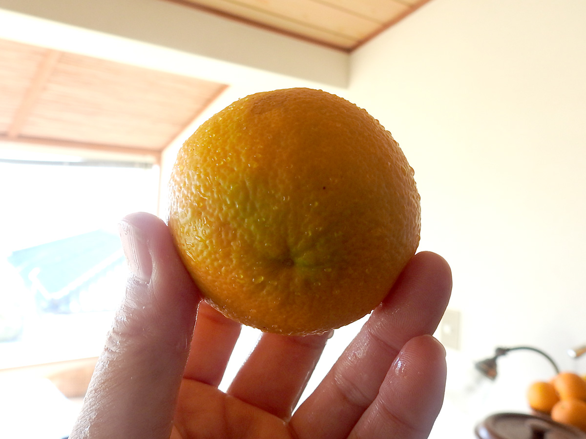 日本有数の 橙 だいだい の名産地 熱海のソカロ 公式ホームページ